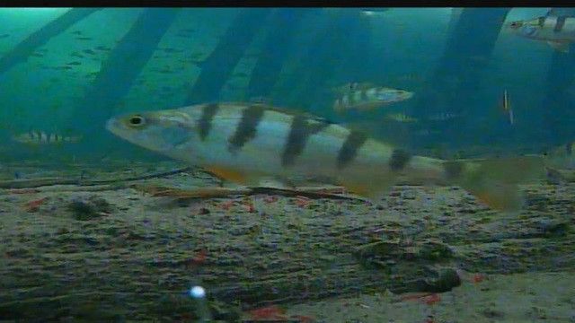 Підводна відеокамера для риболовлі Carp Cuiser ® CC7-iR15 підсвічування 12 ік діодів 7" монітор в кейсі CC7-iR15 фото