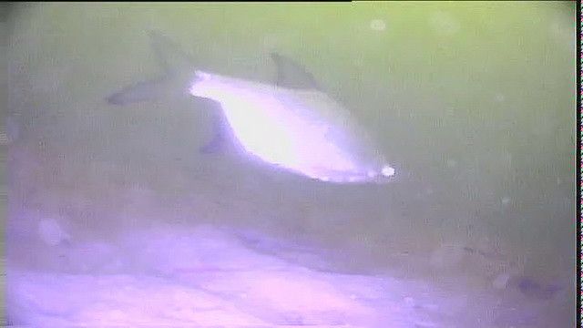 Подводная видео камера Carp Cruiser СC4-HBS-LC для зимней Рыбалки 4.3" цветной монитор15м кабель СC4-HBS-LC фото