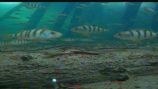 Подводная видео камера для рыбалки CC-12iR/W15 24 светодиода 12 ИК и 12 белых, 15 м кабель CC-12iR/W15 фото