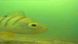 Подводная видео камера для рыбалки CC-12iR/W15 24 светодиода 12 ИК и 12 белых, 15 м кабель CC-12iR/W15 фото 9