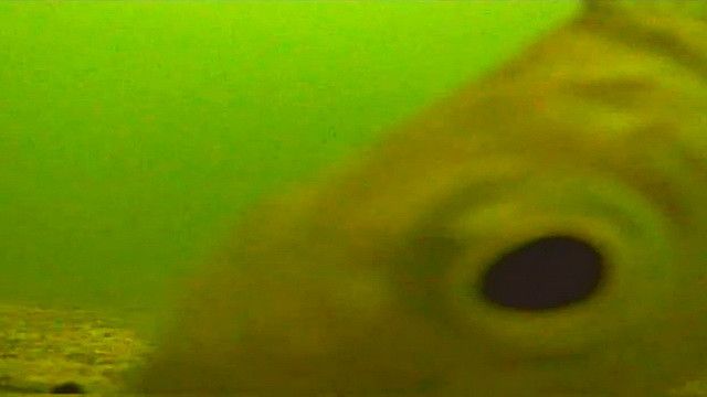 Підводна відеокамера з ЗАПИСОМ для риболовлі Carp Cruiser СС7-iR15-DVR  7" монітор, кабель 15м CC7-iR15-DVR фото
