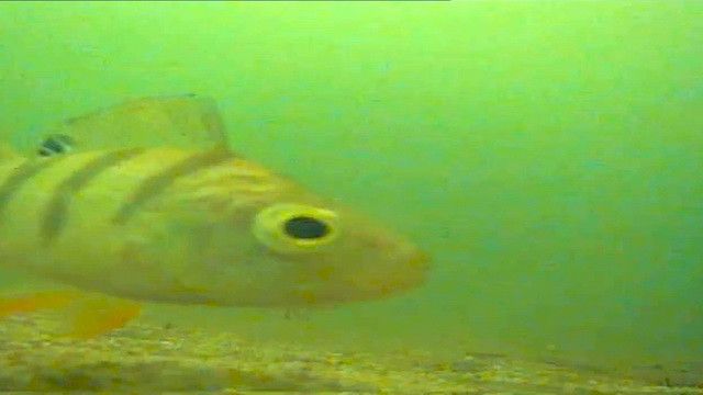 Подводная камера для рыбалки CC-12iR/W15 -УЦЕНКА!!! 24 светодиода 12 ИК и 12 белых, 15 м кабель CC-12iR/W15-УЦЕНКА!!! фото