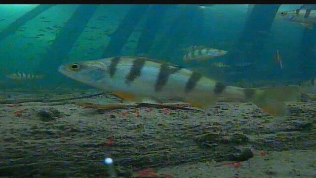 Подводная камера Carp Cruiser видео удочка для рыбалки